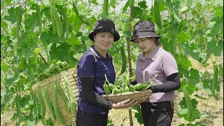 LUCIA and her sister Harvest Luffa cylindrica and bring them to the market  Build the farm of life