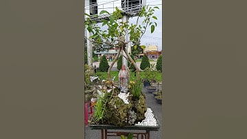 Hội SVC lần 2 tại huyện Tân châu toàn cây đẹp|| Châu Ngọc vlog & bonsai & bonsai