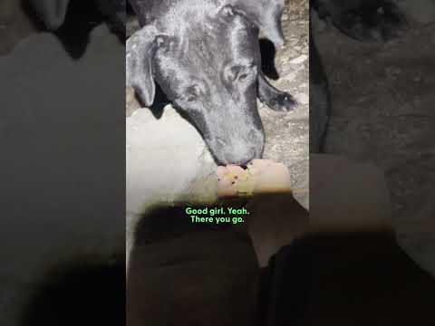 Woman Follows A Stray Pittie And Finds So Many Puppies Hiding | The Dodo