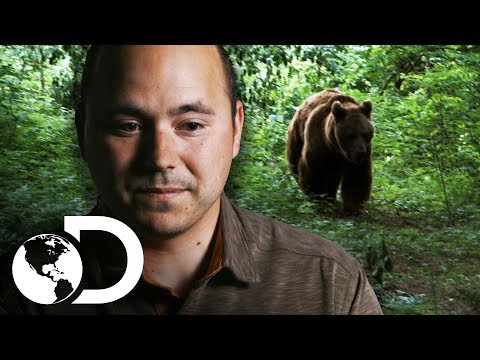 Vídeo: Como lidar com um urso no jardim?