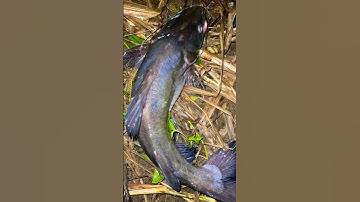 ikan baung sungai brantas😂🙏🎣 #fishing #mamcingliar #mancing #fy #mancingmania #fish #fishinglife