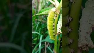 Lagarta verde - Green Caterpillar #caterpillar #nature #insects #shortsvideo