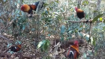 saib qaib qus zoo nkauj heev. 3/4/2023