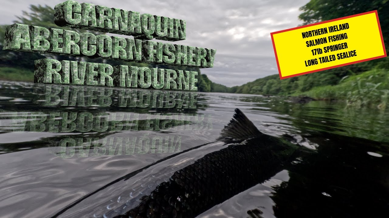 Fly Fishing Big Atlantic Salmon Northern Ireland River Mourne Baronscourt Abercorn Fishery Carnaquin