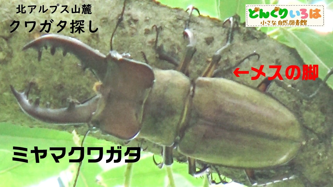 A Miyama Stag Beetle on a High Branch!? [Stag Beetle Hunting