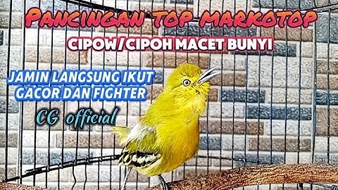 CIPOH GACOR BIKIN EMOSI,pancingan sirtu macet paling ampuh#cipohgacor@cipowgacorofficial7418