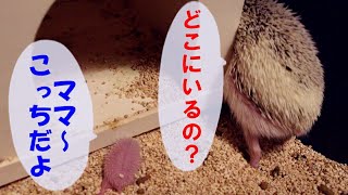 【baby hedgehog and mom】new born cute crying hissing pet