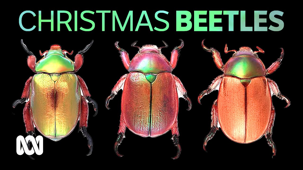 Get involved with Christmas Beetle citizen science this summer 🎄📷📱🔍 | ABC Australia