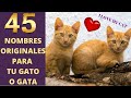 🐱 45 Nombres Bonitos para Gatos (Nombres para Gatos Machos y Hembras)