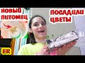 АЛИСА ПРИТЯНУЛА В ДОМ ЗВЕРУШКУ / САЖАЕМ ЦВЕТЫ НА РАССАДУ / Easy Rose