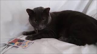 Tarot for Cats: Bron's Daily Draw #3 by Jake Waldweg Whatever 8 views 2 years ago 2 minutes, 34 seconds