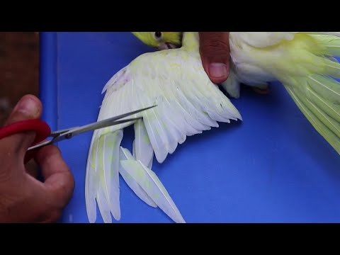 Comment faire une taille de plumes parfaite chez un cacatoès