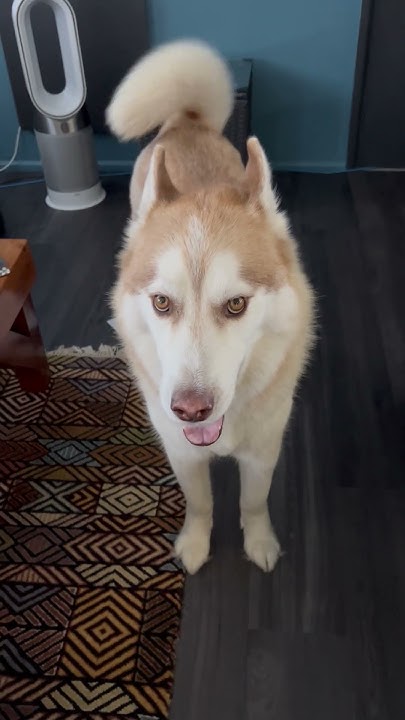 arti-talking-husky-youtube