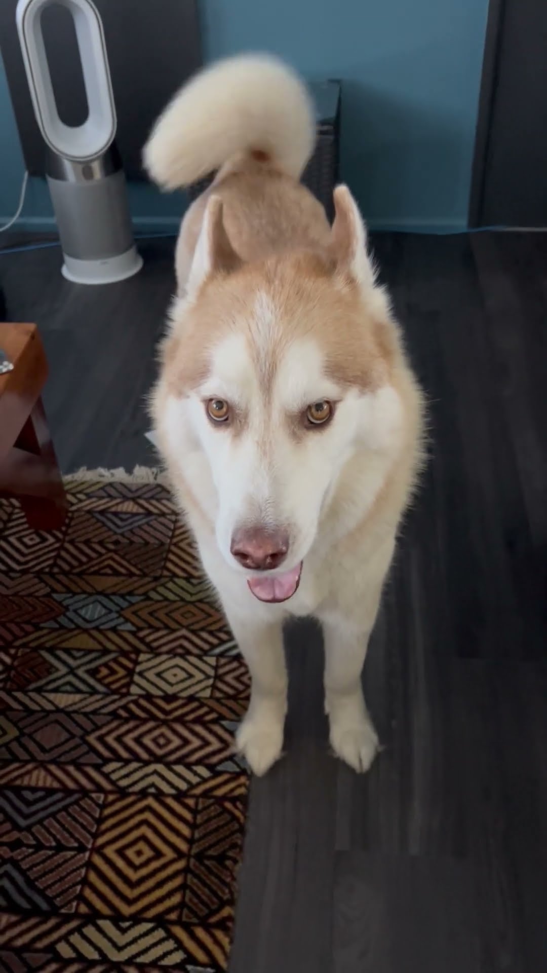 Arti Talking Husky YouTube Arti Talking Husky YouTube