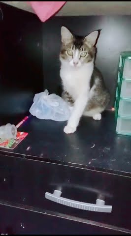 kimi gaya