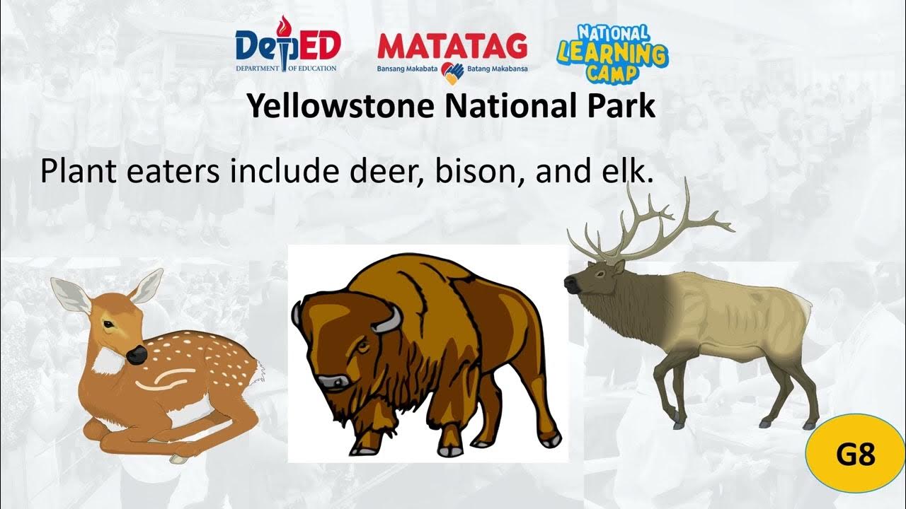 NLC Science G8 Lesson 19 Food Chains in Yellowstone Biology Diagrams