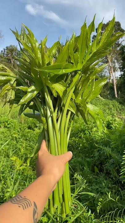 Cewek Dayak review sayuran liar daun gegoli di hutan Kalimantan