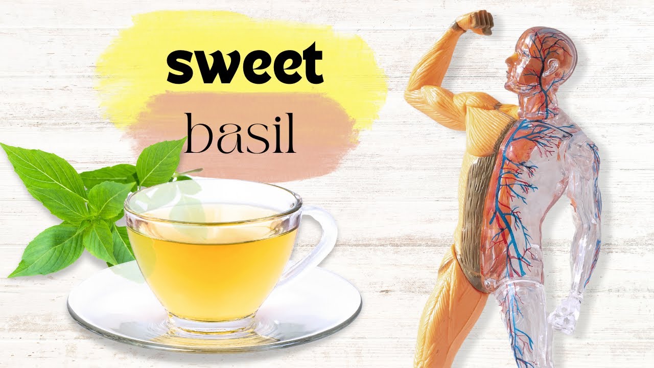 Sweet Basil Tea Treats Digestive and Respiratory Problems and More