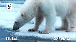 Arktis smälter - bli Isbjörnsfadder!