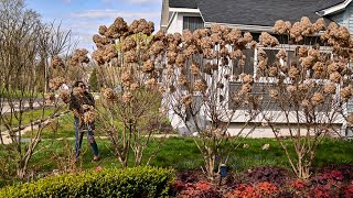 Pruning a beautiful hedge of hydrangeas HARD! by Soil and Margaritas | Home Gardener 5,455 views 1 month ago 8 minutes, 3 seconds