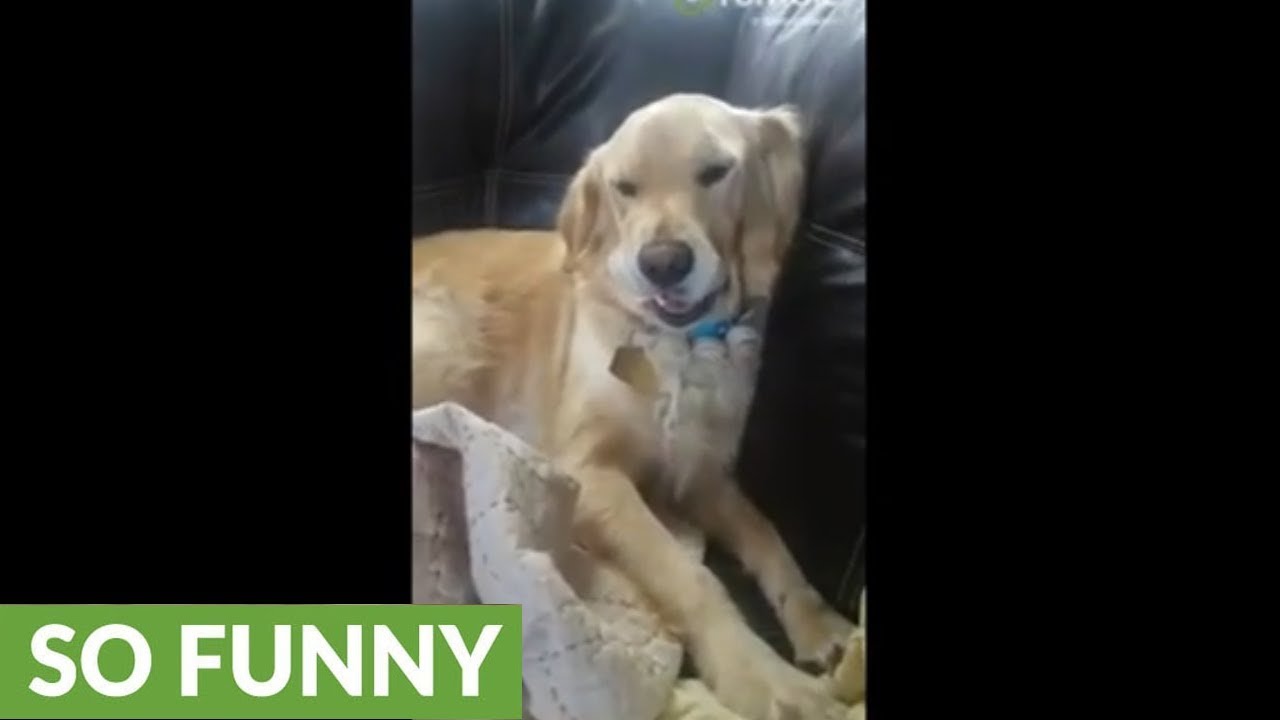 videos for cats Golden Retriever thief steals owner's post-it notes