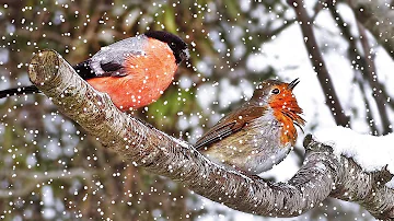 Videos for Cats and People to Enjoy : Birds in Winter - One Hour of My Garden Birds