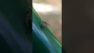 Jumping Spider Macro Lens Test