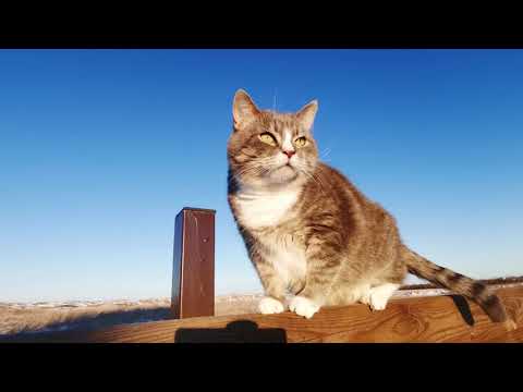 YouTube पर 【輕快音樂｜可愛動物｜放鬆心情】聆聽欣賞、訂閱分享做公益 देखें