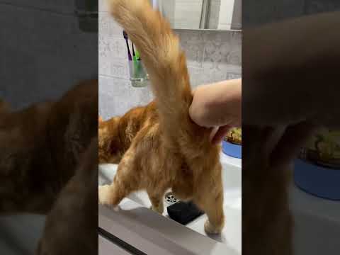#смешныевидео #рекомендации #котики #смешныеживотные #юмор #смешныекоты #топ #смешно #обзоры