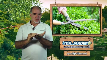 Qual é a melhor lua para podar plantas?