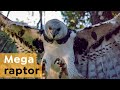 How the Harpy Eagle Protects its Chick with Chemical Weapons