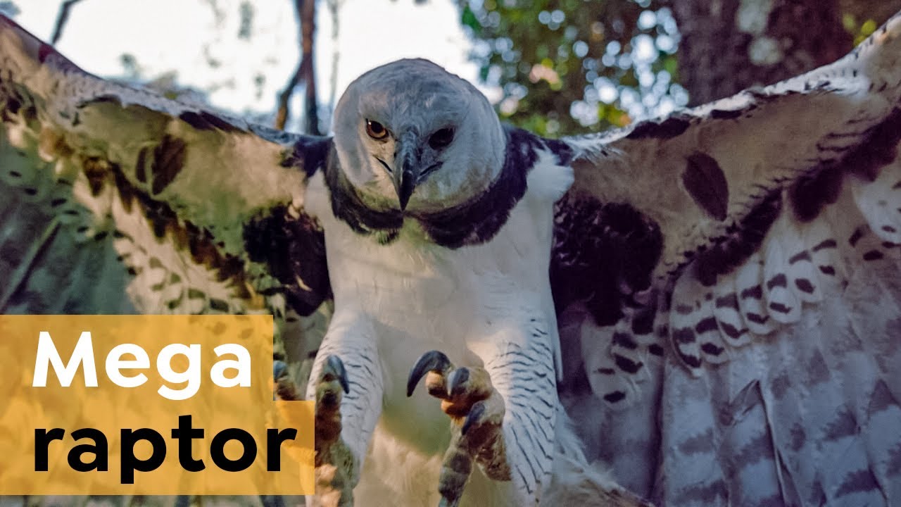 How the Harpy Eagle Protects its Chick with Chemical Weapons 