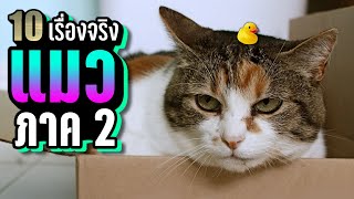 10 เรื่องจริง แมว (Cat) ที่คุณอาจไม่เคยรู้ ~ ภาค 2