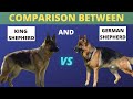 German Shepherd Vs King Shepherd || Breed Info and Comparison