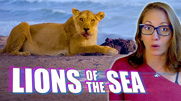 Lions Are Now the Ocean