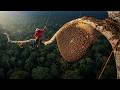Heart-Stopping! Harvesting Honey at the Top of a 400m Tall Tree