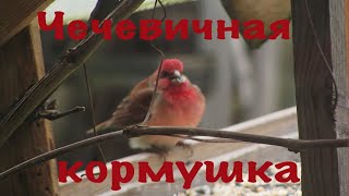 ЧЕЧЕВИЦЫ НА КОРМУШКЕ