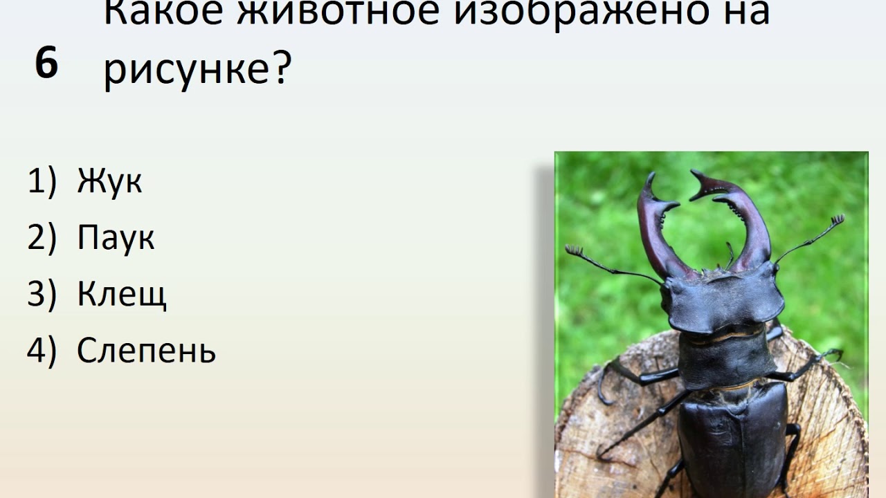 8 пауков и жуков. Какое животное изображено на рисунке Жук,паук,клещ,слепень. Журнал про Жуков. Представитель какого типа царства животные изображён на рисунке Жук. Жуки и пауки номера.