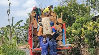 PESONA SENGON BALAP❗NGERI LIHATNYA MUATAN KAYU SENGON GAYOR|AUTO OLENG🤙