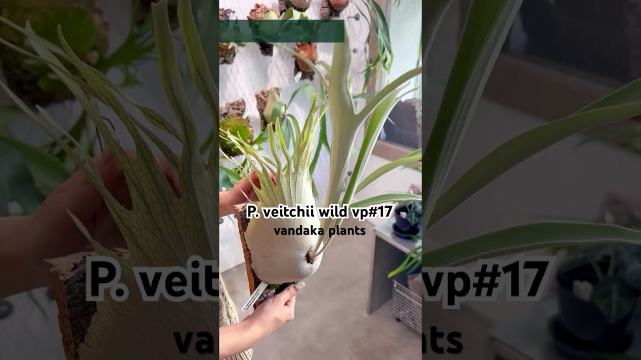 ビカクシダ #ベイチー #ワイルド #vp17 #platycerium #veitchii #wild