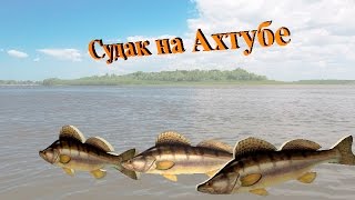 Русская Рыбалка 3.99 (Russian Fishing) Судак на Ахтубе