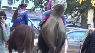 Верблюд и мохнатая лошадка