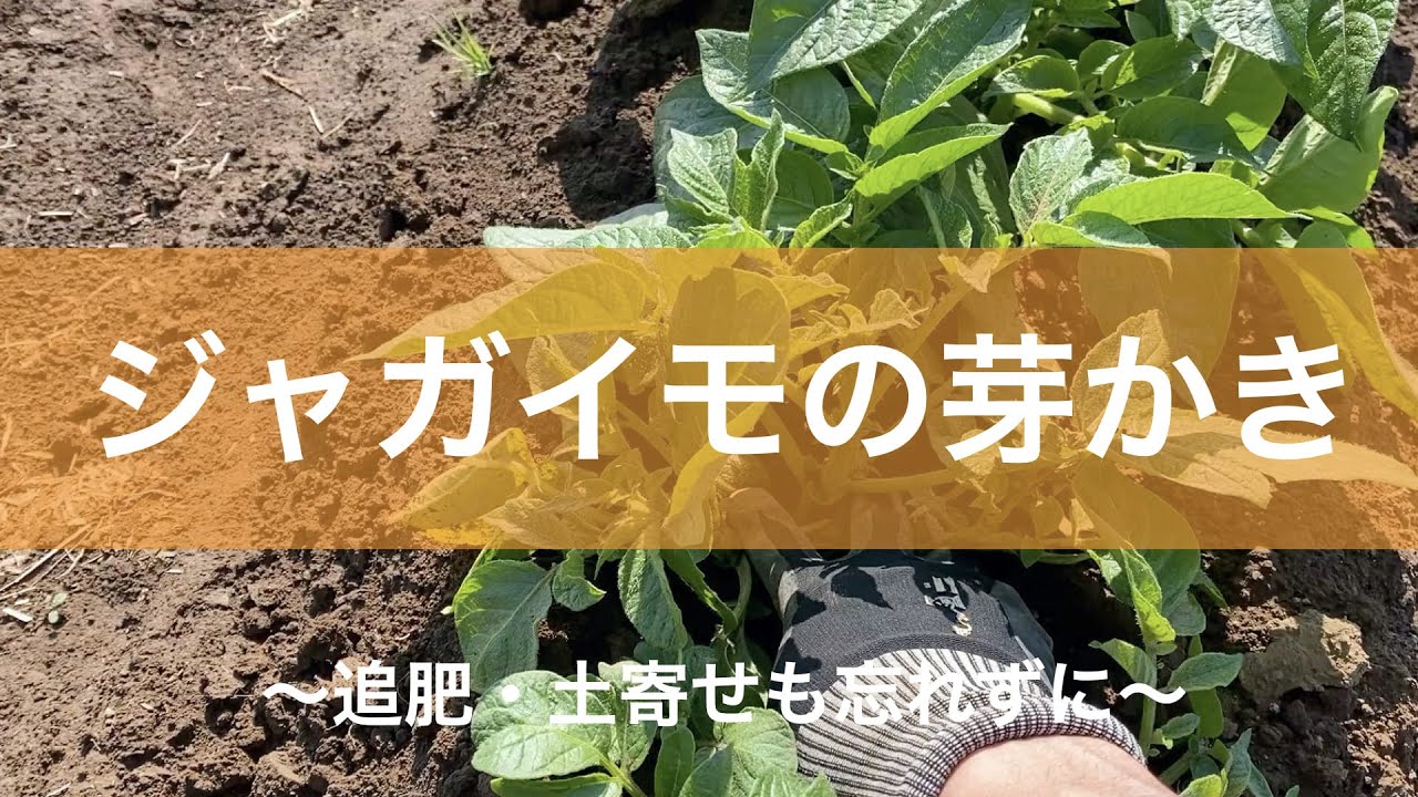 じゃがいも栽培 芽かき 追肥 土寄せも忘れずに Youtube