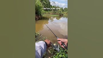 Câu lure cá lóc sông bằng nhái hơi f1 #thanhcauca #caucaloc #lurecaloc #snakeheadfishing