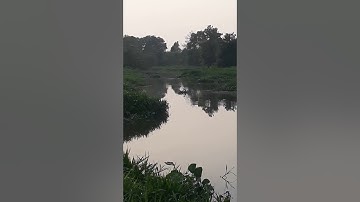Câu cá hóc môn, đường trung đông 12, tra ục cả đàn thấy mà ham,nghĩa râu fishing
