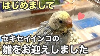 セキセイインコ雛 Youtube