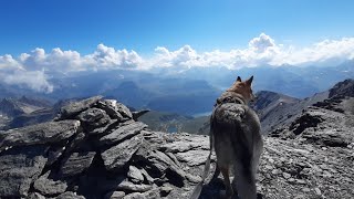 3751mt. Aiguille de la Grande Sassière. Trekk with wolfdog