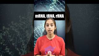 Types Of Rna
