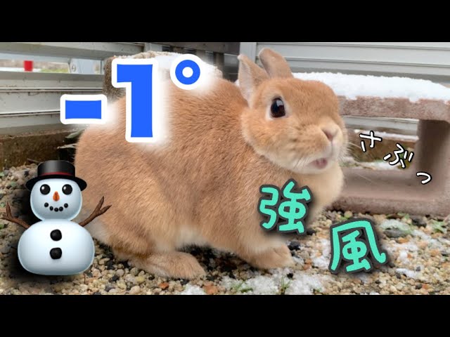 どんな悪天候でも楽しみの散歩だけは辞められないうさぎ No.1585 - YouTube