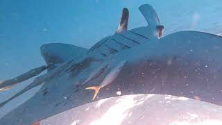 Swimming with Manta - Maldives